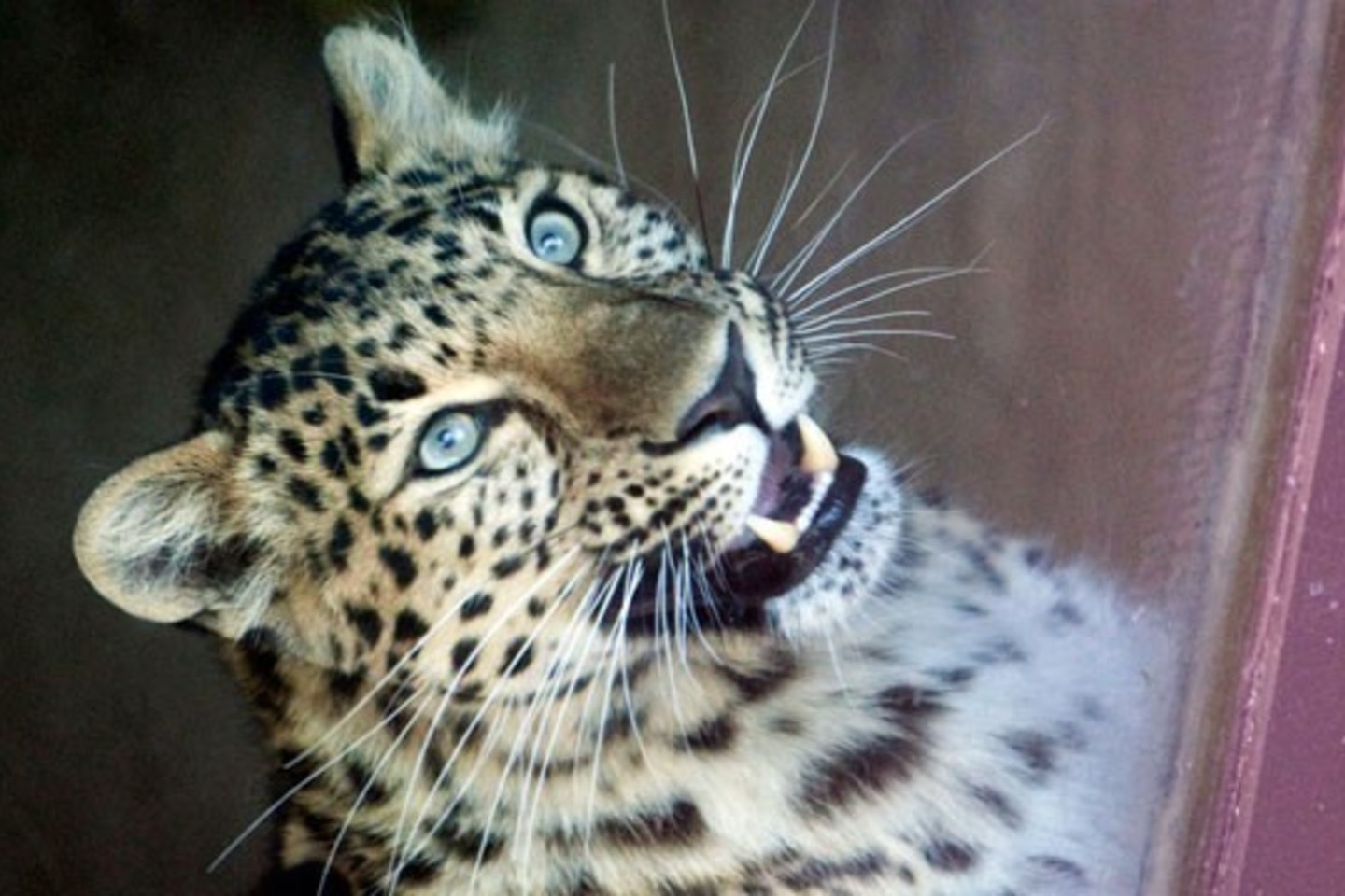 Visos leopardo aukos moteriškosios lyties.