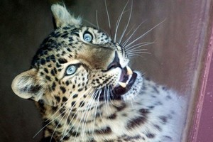 Nepale leopardo auka tapo dar viena mergaitė