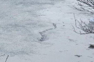 Mitinis islandų gyvis, panašus į Lochneso pabaisą, egzistuoja?
