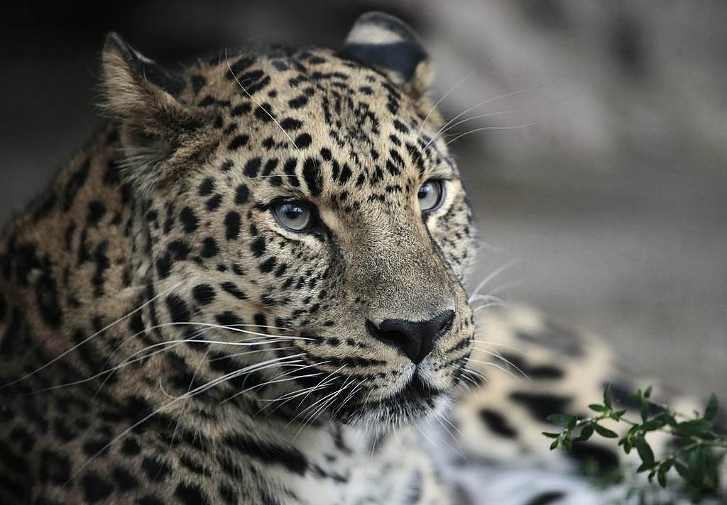 Rusijos Zoologijos Sode Bandoma Issaugoti Amurinių Leopardų Rusį