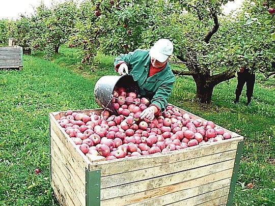 dirbti iš namų obuolių
