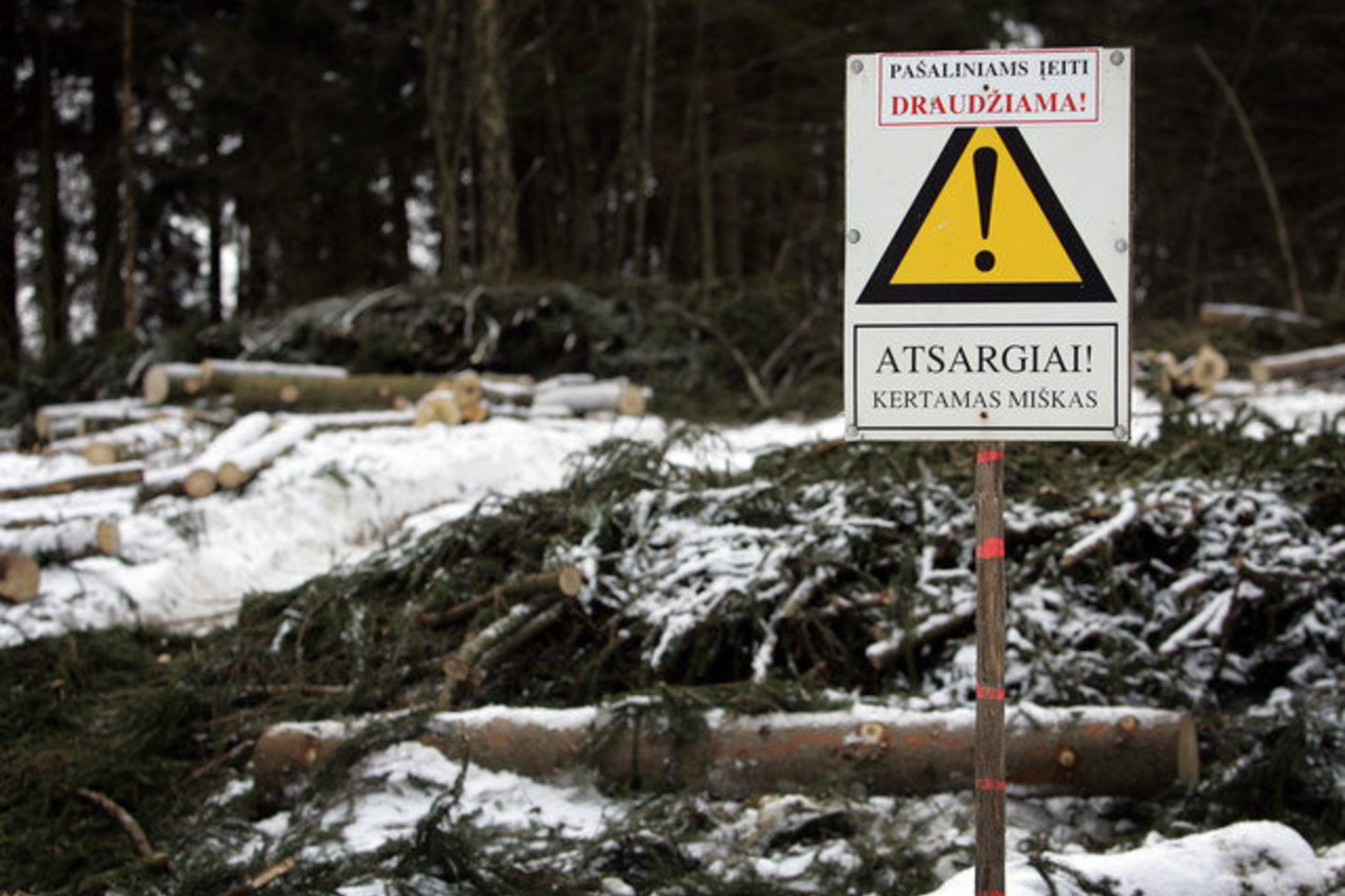 Saugos taisyklių kertant medžius nesilaikiusi šeima prisišaukė nelaimę.