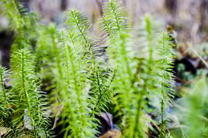Žolininkė skaitytojams pataria, kaip pavasarį išvengti ligų ir sulieknėti