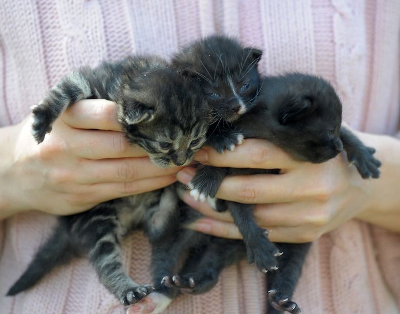 Meilė ir neapykanta: kaimynus sukiršino benamės katės
