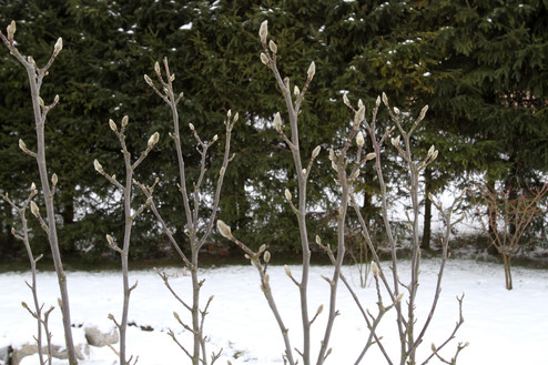 Šaltis pakando magnolijos pumpurus, todėl ji nežydės ir vasarą