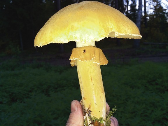 Panevėžiečius glumina neįprasti grybai