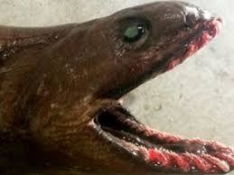 Australijos žvejus apstulbino į tinklus patekęs siaubūnas