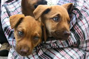 Šiandien nuskriaudei katę. Rytoj – bobutę?