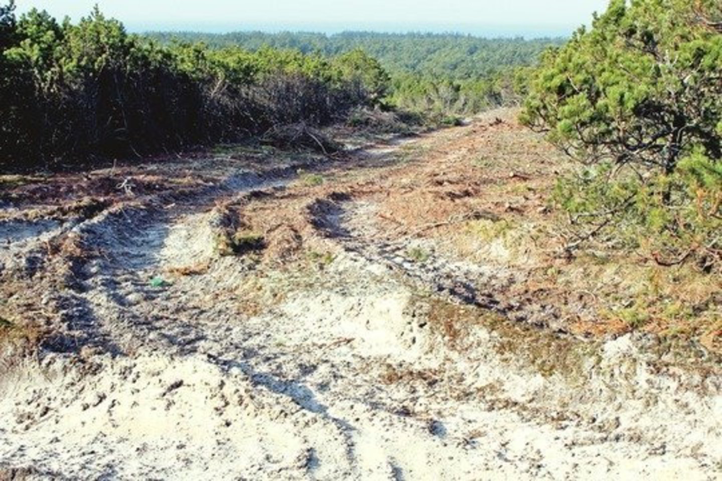 Kuršių nerijos gyventojai pašiurpo išvydę sunkiasvorės technikos suniokotas kraštovaizdžio draustinio vietas