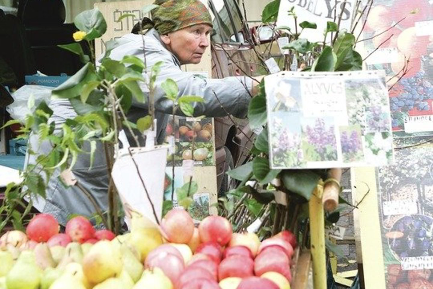 Dėl ankstesniais metais mūsų regione vyravusių palyginti šaltų žiemų šįmet įvairūs sodinukai – brangesni. Maža to, kai kurių išvis sudėtinga įsigyti.