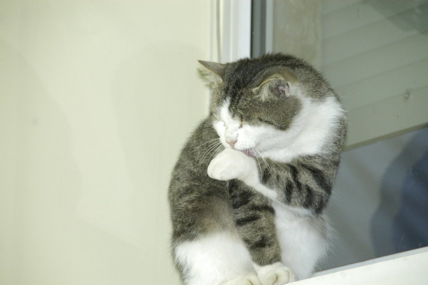„Pinčeris“ –„nepriklausomas“ Pakruojo katinų karalius.