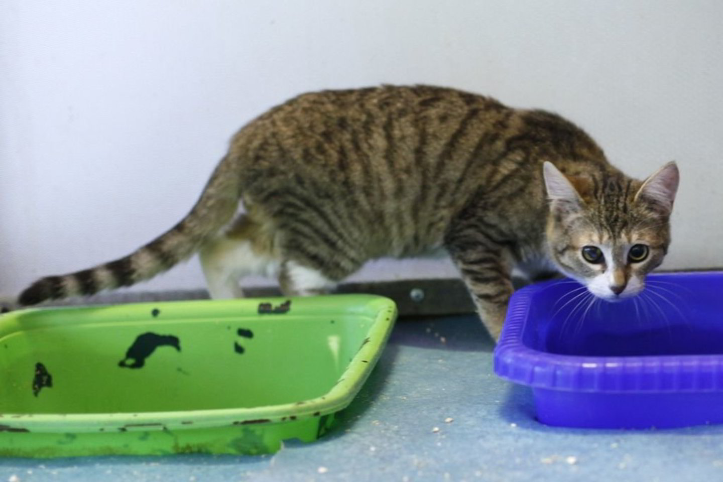 Gyvūnėlį išgelbėjusi mergina pradžioje manė, kad tai kačiukas, bet vėliau veterinarai patvirtino, jog tai suaugusi patelė.