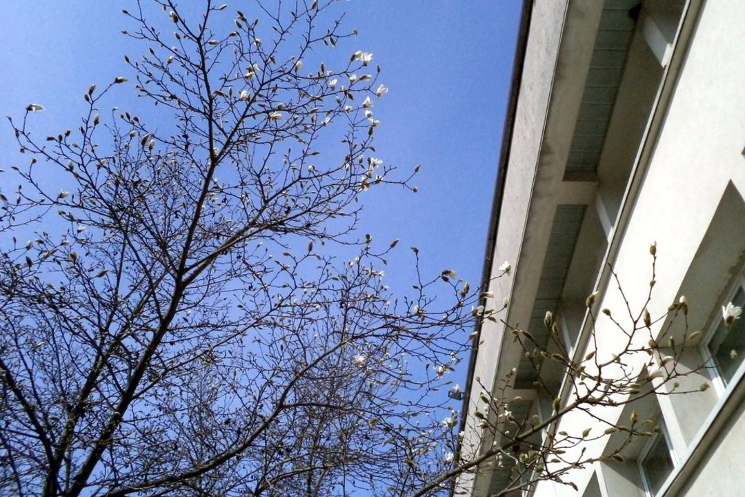 Šilutę savaitgalį šildė saulė ir pirmi pražydusių magnolijų žiedai