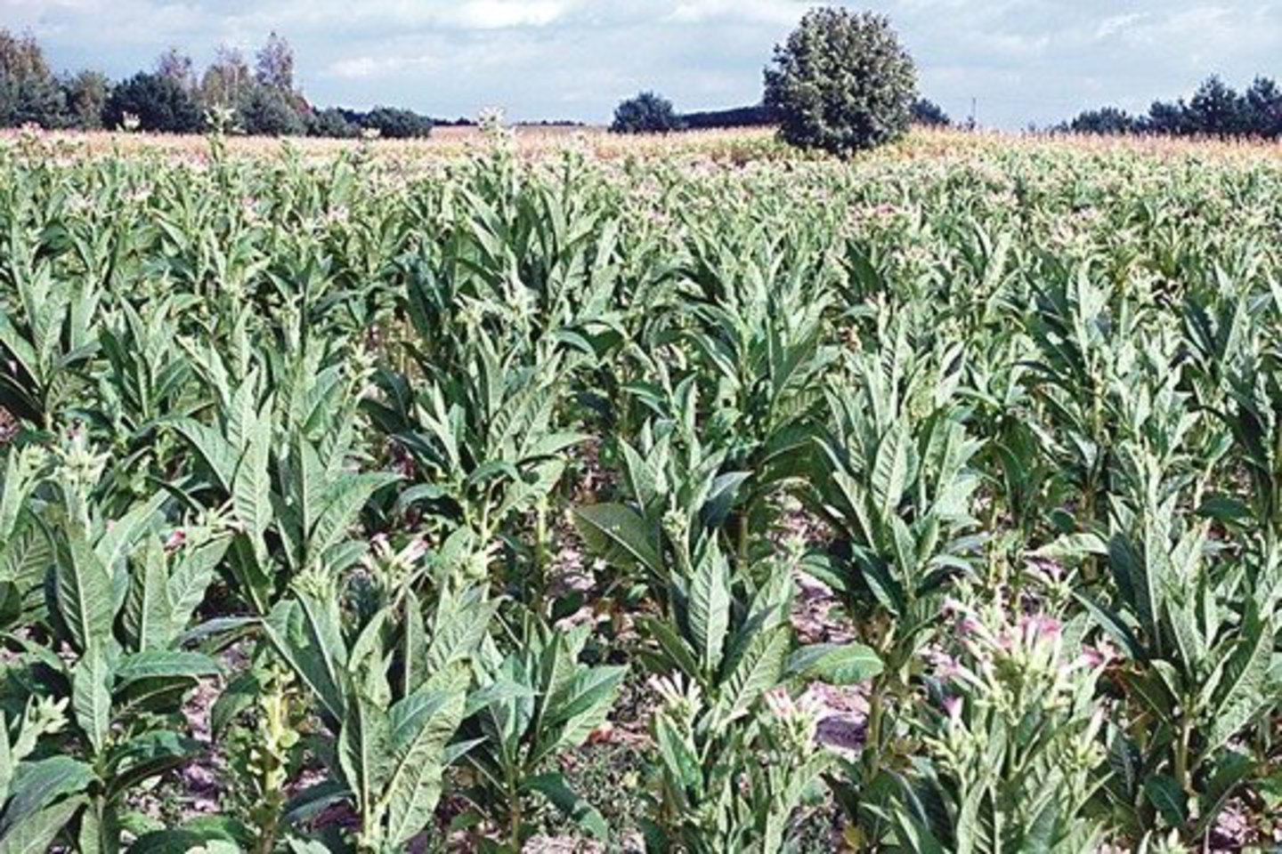 Neįtikėtina, tačiau tokios tabako plantacijos plyti Lenkijos šiaurėje.