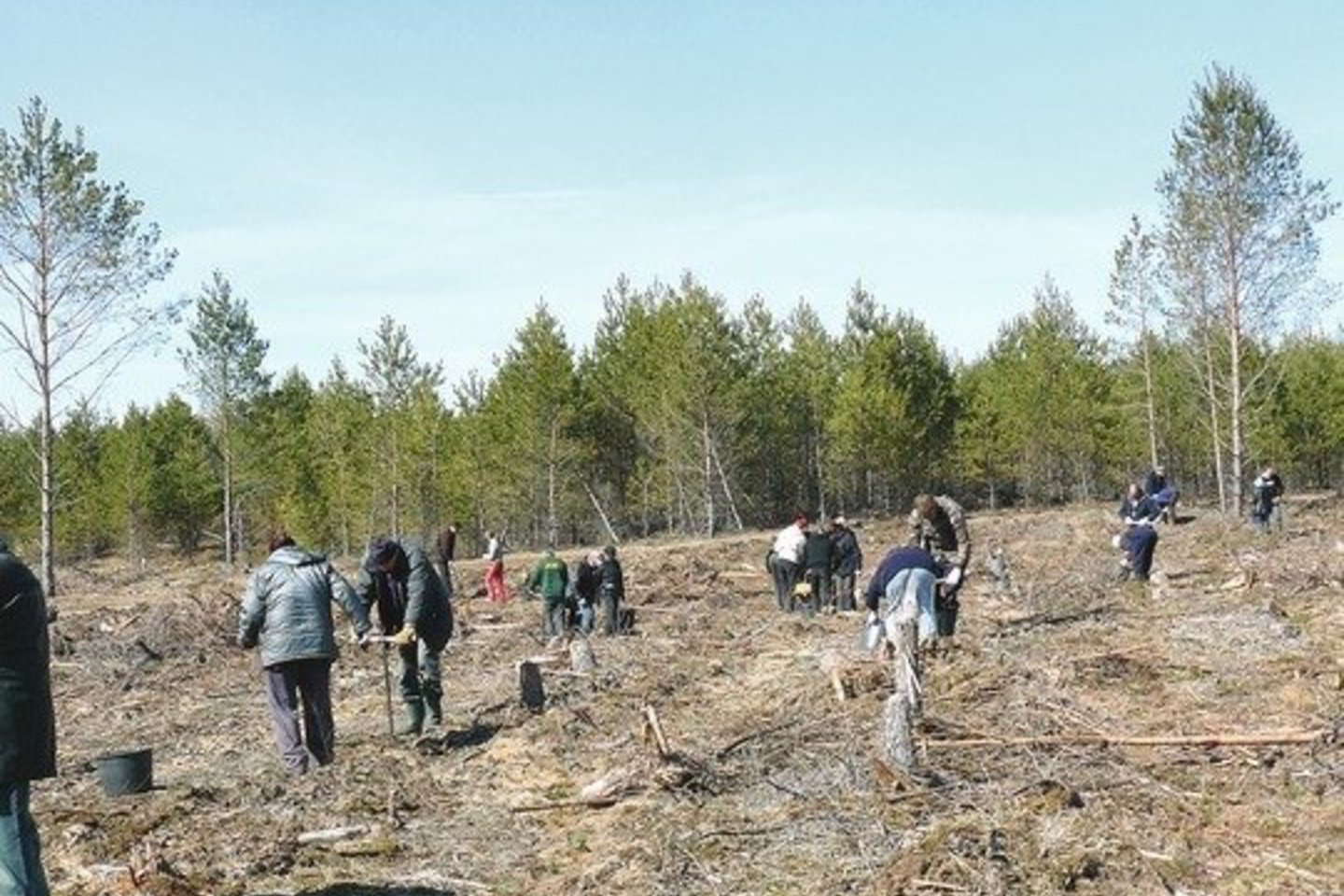 Vėtros nuniokotų pušynų vietoje sodinami vienų ir dvejų metų sodinukai.