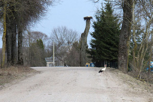 Ant vaikžudyste paženklinto Jonaičių namo kleketuoja gandrai