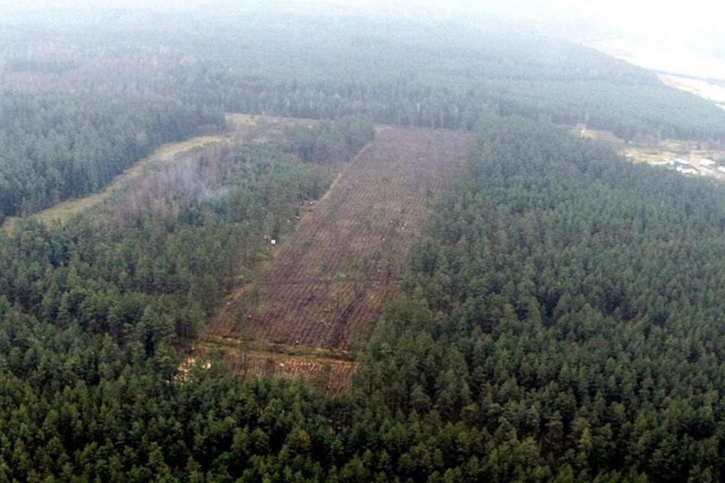 Rekordinio dydžio užrašas iš medžių „Žalgiris 600“ Nemenčinės miškuose buvo sukurtas Žalgirio mūšio 600 metų sukakčiai įamžinti.