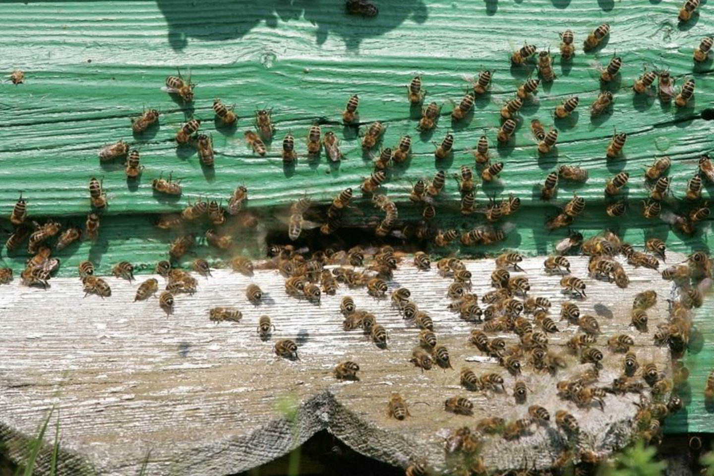 Manoma, kad keliautojai priartėjo pernelyg arti avilių, todėl bitės galėjo pajusti pavojų ir pulti.