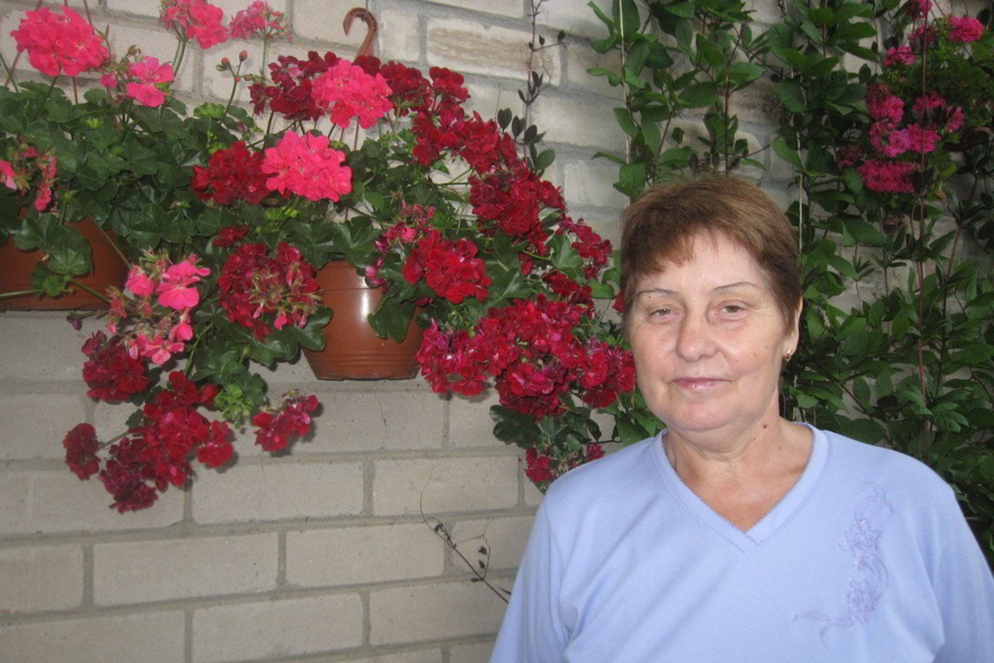 Gėlininkė G. Šimoliūnienė perspėja, kad nepraėjus šalnų pavojui gražuolių pelargonijų ir kitų gėlių į lauką nešti nereikėtų.