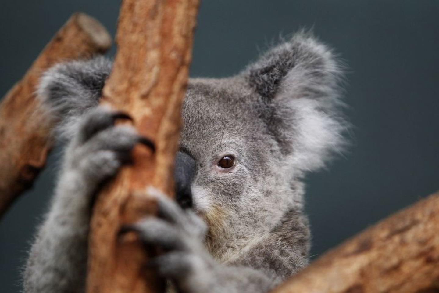 Pastaruoju metu atsirado požymių, kad Australijos ekonomikai įtaką daro pasaulio ekonomikos augimo sulėtėjimas.