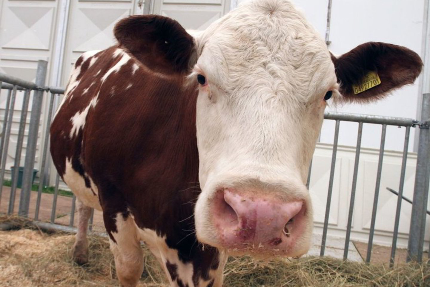 Ketvirtadienį Kaune, „Žalgirio“ arenoje prasidėjo 19-oji tarptautinė žemės ūkio ir maisto pramonės paroda „AgroBalt 2012".