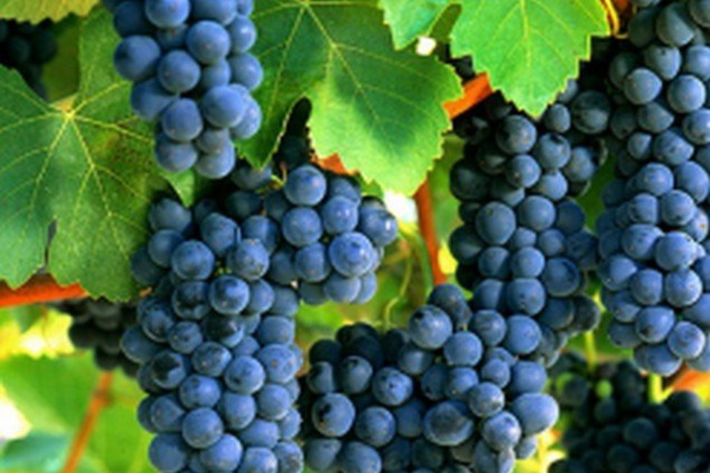 Paaiškėjo jau šeštąjį kartą oraganizuotos geriausių pasaulio 'Syrah' vynuogių veislės vynų varžytuvės „Syrah du Monde“.