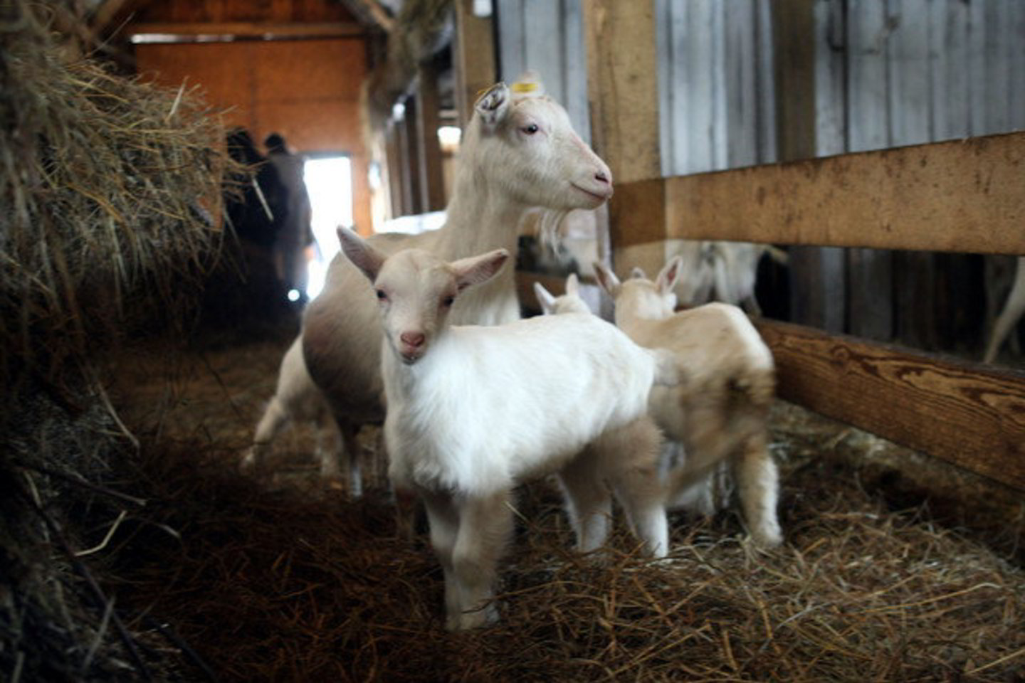 Veterinarijos gydytojai raginami prieš naudojant vaistą gyvūnams gydyti įvertinti, ar nėra matomų vaisto kokybės defektų (nuosėdų).