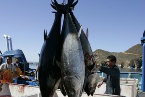Radioaktyvūs tunai nuo Fukušimos atplaukia iki Amerikos krantų