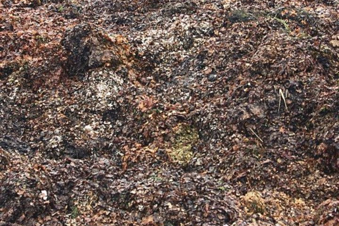 Dumblą skleisti draudžiama, jei oro temperatūra aukštesnė nei 20 laipsnių.