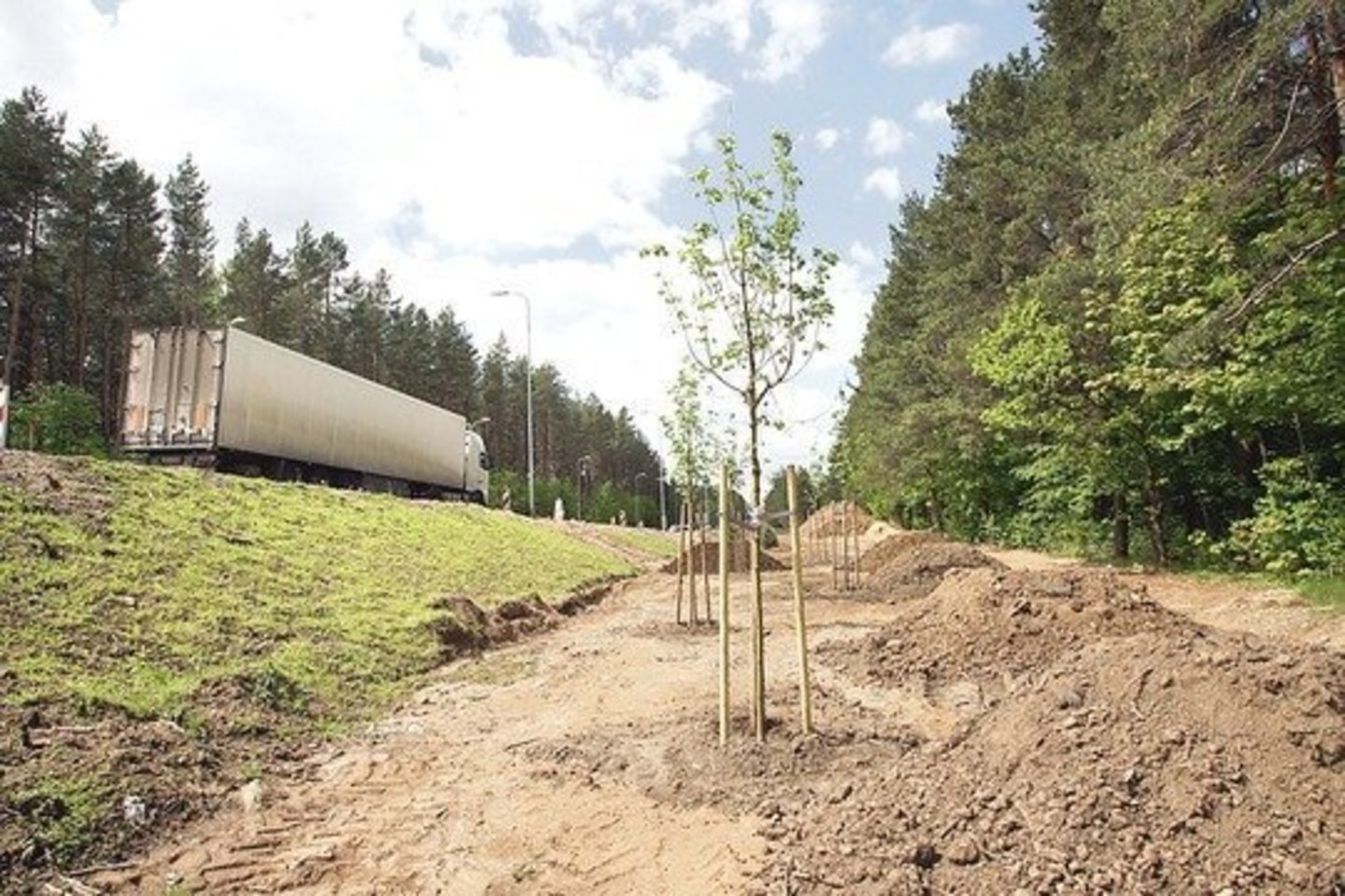 Prie susodintų naujų medžių aplinka dar nesutvarkyta.