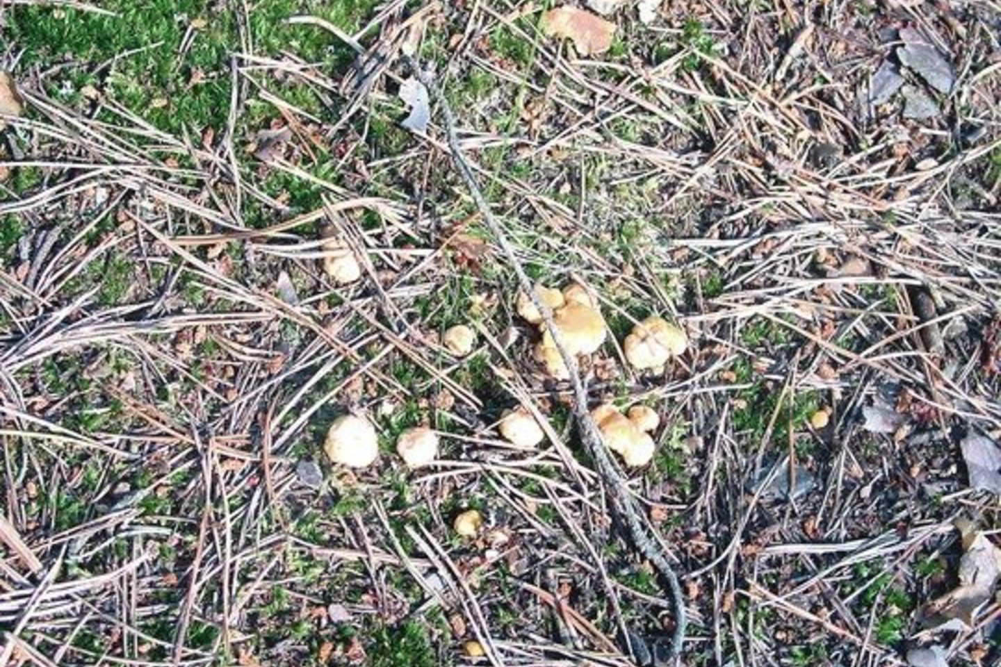 Voveraitės kol kas dygsta ant miško takų ir yra labai mažos.