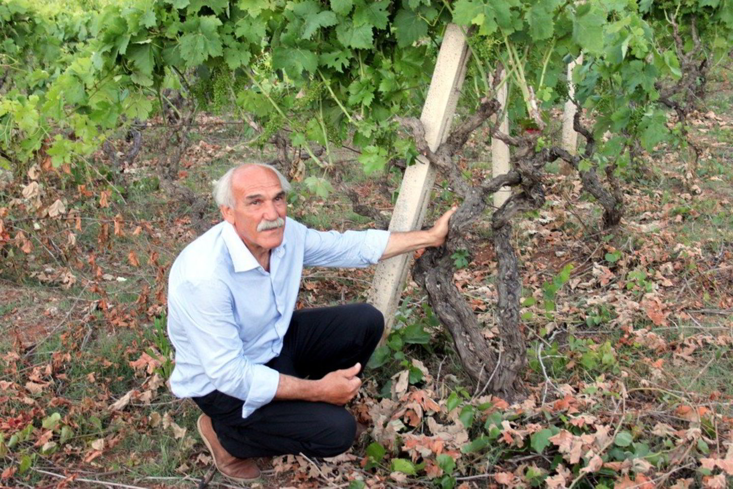 Išdidžiai šypsodamasis pro vešlius baltus ūsus ūkio “Mille Una” savininkas Dario Cavallo rodo vyno medį, - jam neseniai sukako 90 metų.
