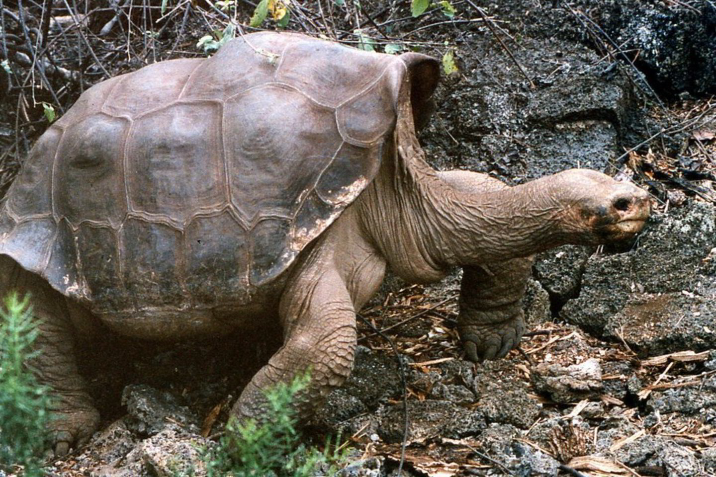 Galapagų vėžlys, vardu Vienišius George'as, buvo vadinamas rečiausiu gyvūnu pasaulyje.
