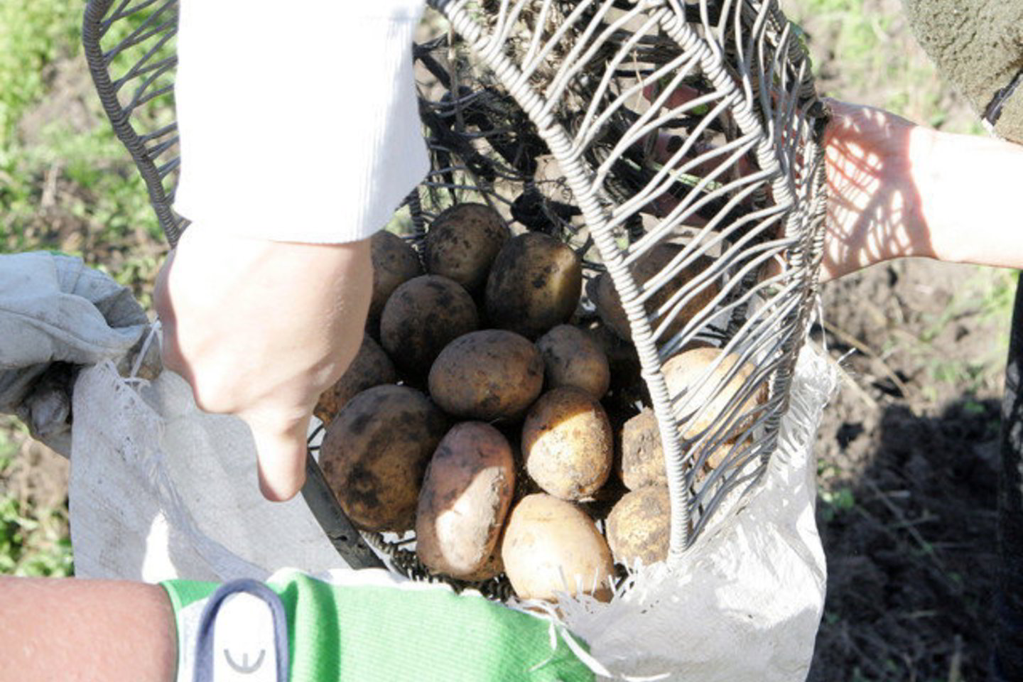Šš augalininkystės produktų daugiausiai atpigo bulvės.