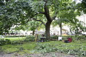 Kas apgins medžių teises?