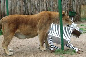 Kartoninis zebras liūtų narve akimirksniu neteko galvos