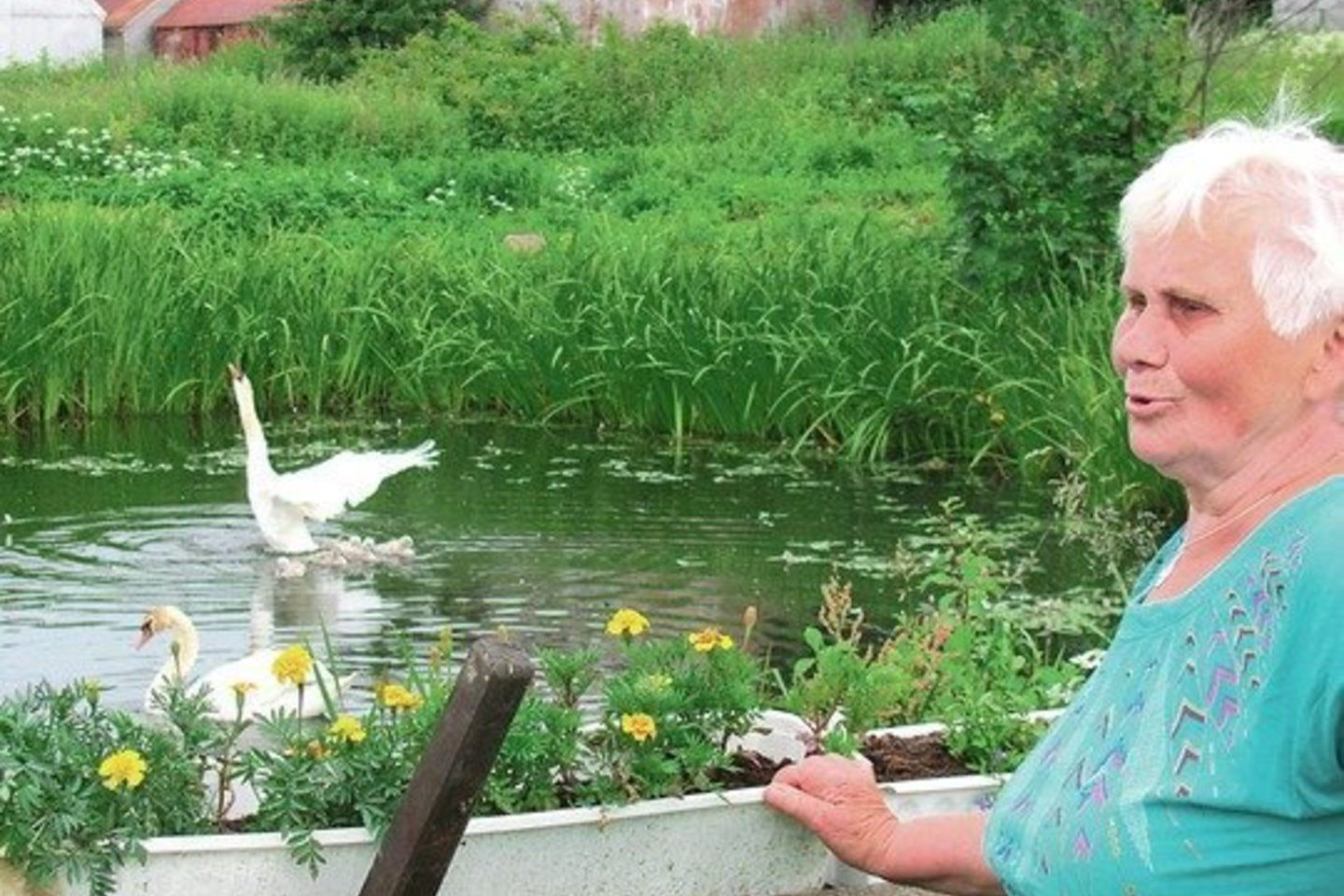 A. Valatkienė negalėjo patikėti savo akimis kūdroje išvydusi gulbių šeimą.