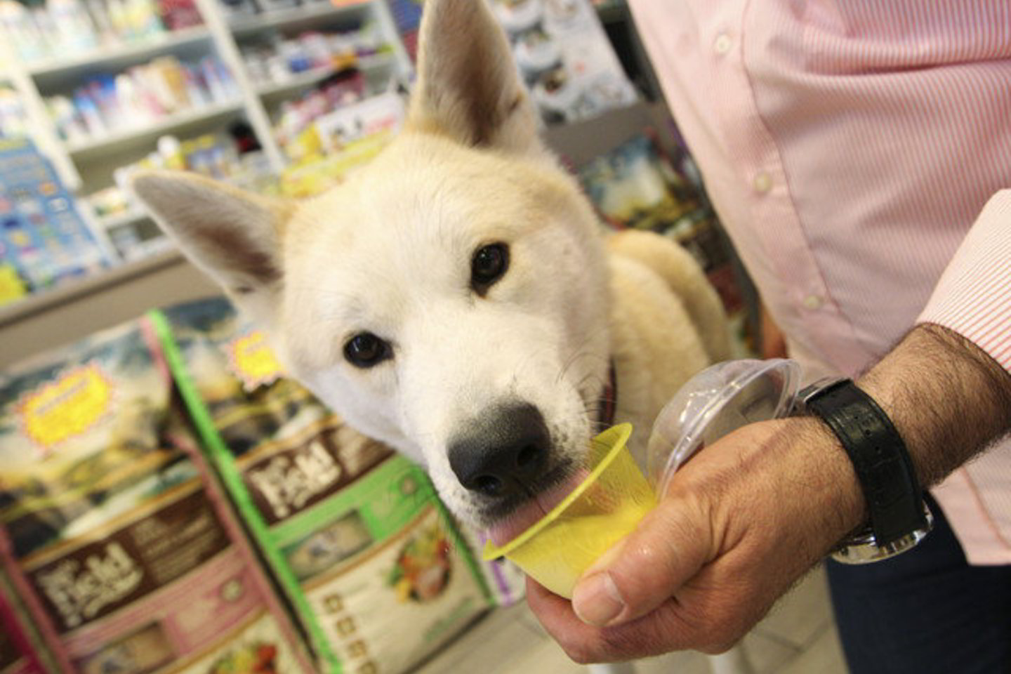 Romos gyventojai šunis palepina net ledais. Nors veterinarai įspėja, kad taip daryti žalinga.