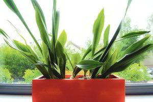 Prieš atostogas – gėlių laistymo pamokos