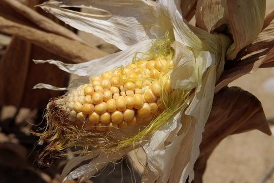 JAV ūkininkų derlių niokoja sausra - maisto kainos kyla (papildyta)