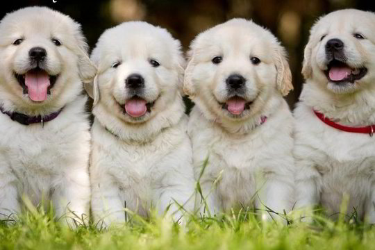 Savaitgalį Druskininkų gyventojus ir kurorto svečius kinologai kviečia pasigrožėti šunimis