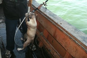 Žvejo laimikis - atviroje jūroje pagautas katinas