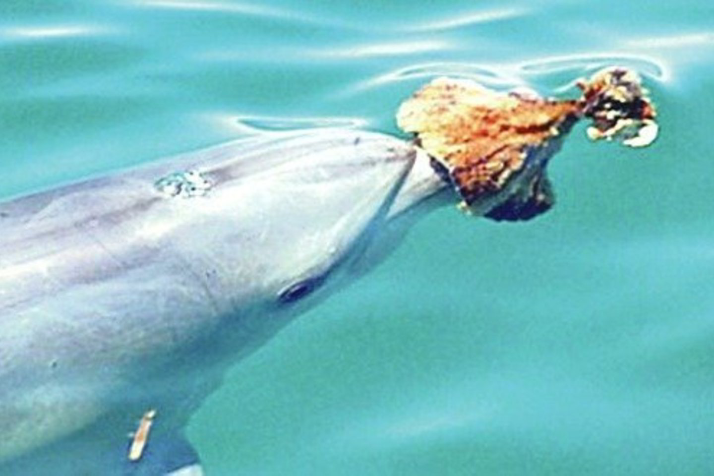 Jūrinėmis pintimis kaip įrankiu besinaudojantys delfinai siekia ne tik praktinės naudos, bet ir socialinio išskirtinumo.<br>„Lietuvos rytas“