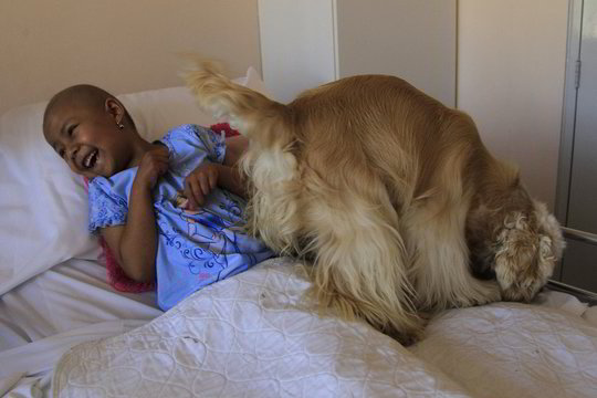 Ekvadore vėžiu sergančių vaikų dalią palengvina šunų terapija