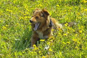 Iki Juodosios jūros nukeliavusio keturkojo Alšio istorija sugulė į knygelę vaikams