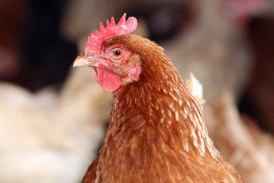 „Kauno grūdai“ svarsto galimybę teismui apskųsti Vievio paukštyną