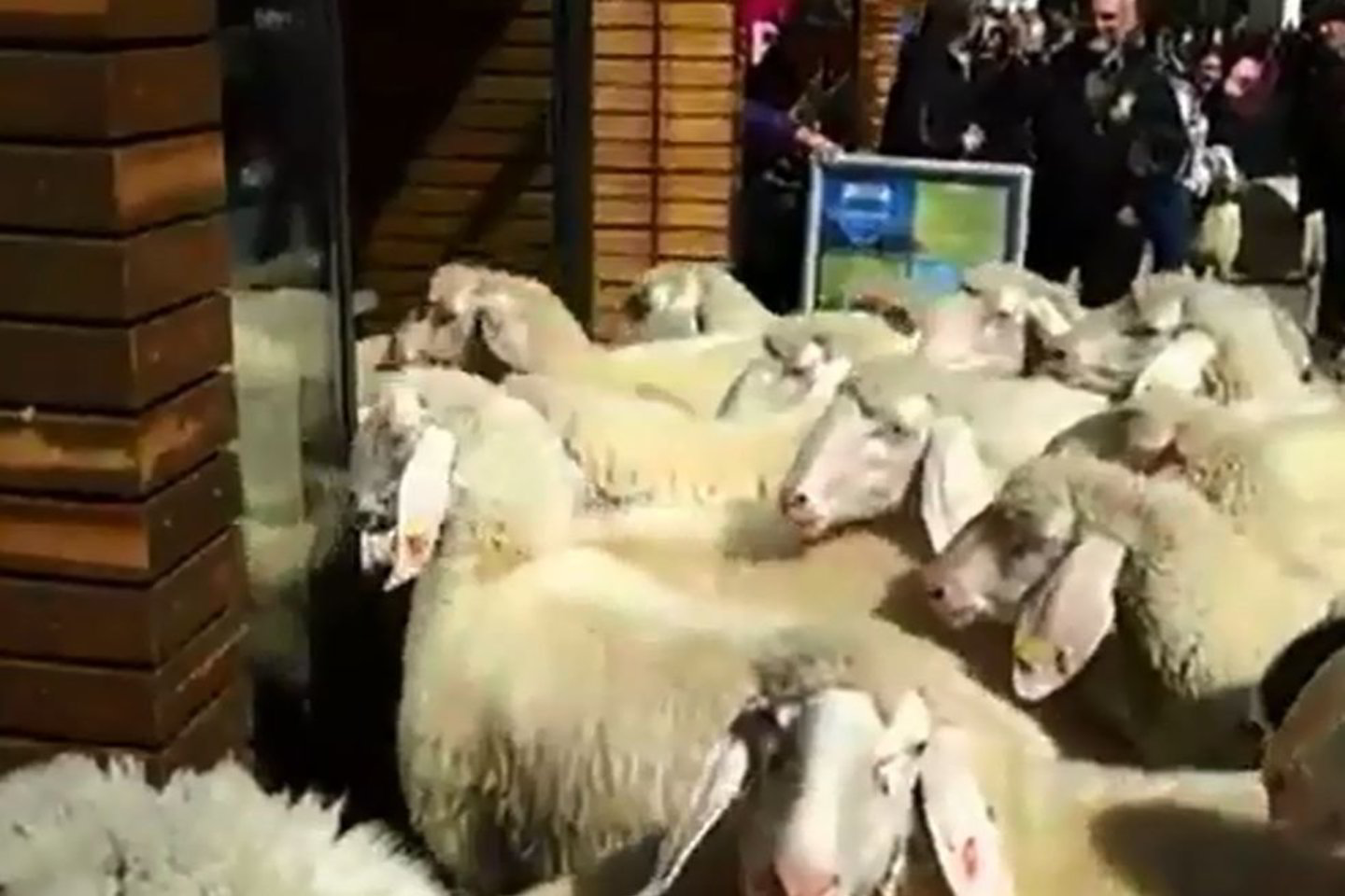 Avių banda parduotuvėje nepadarė ypatingos žalos, tik sulaužė keletą akinių nuo saulės ir pripurvino grindis.<br>Youtube