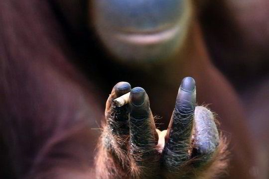 Indonezijoje laikoma į cigaretes įjunkusi orangutano patelė susilaukė palikuonio