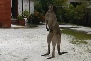 Netikėtai iškritęs sniegas Australijoje suglumino kengūras