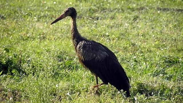 Šokoladiniai gandrai traukia ir nuostabos, ir gailesčio žvilgsnius